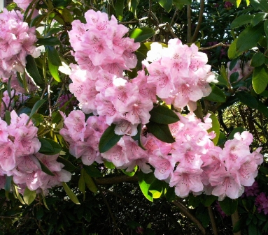 Rhododendren riechen nach Heimat, sie blühen üppig und sind sehr anspruchslos