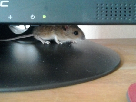 Die PC-Maus von Wildeshausen