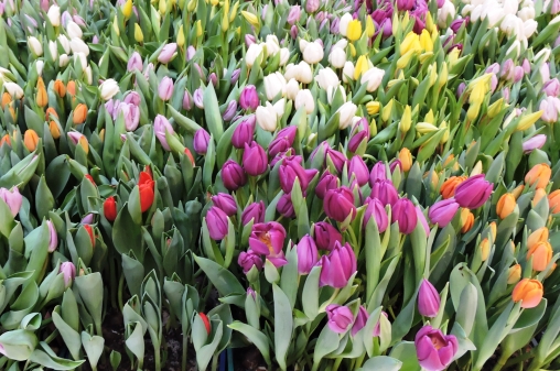 So wie diese Tulpen in den Schloßhöfen sollen all' unsere Gedanken sein: Bunt, fröhlich und positiv, auf eine wunderschöne Frühlingszeit hoffend.