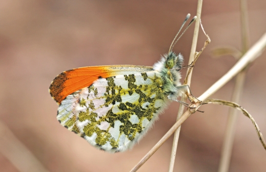 Der Aurorafalter – das Foto zeigt ein männliches Exemplar – ist  ein typischer Frühlingsschmetterling und fliegt schon im April. Bild Carsten Heinecke.