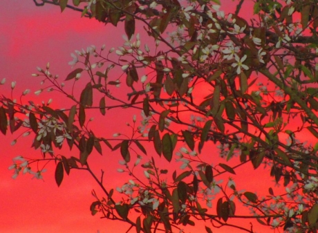 Blühende Felsenbirne vor dem roten Abendhimmel.