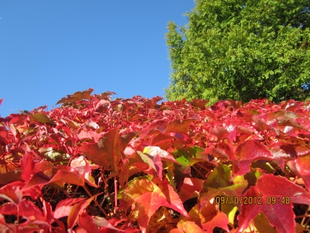 Farbenkräfiger Herbst