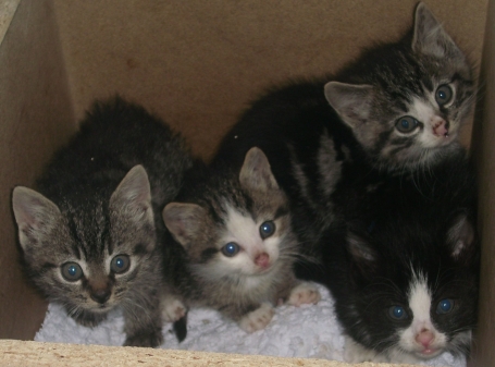 5 Katzenkinder ausgesetzt und ihrem Schicksal überlassen!