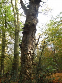 Ein Hauch von Urwald!