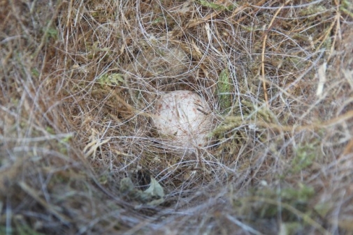 Vermutlich das verlassene Nest einer Blaumeise