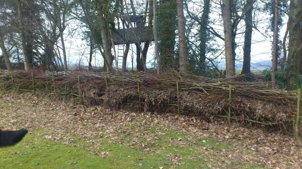 Reisighecke
