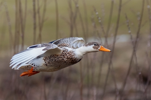 Holger Raß fotografierte die Vögel am Rasteder Ellernteich. 