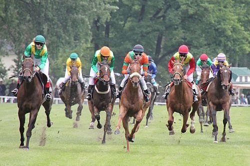 Vollblüter im Schlosspark zu Rastede