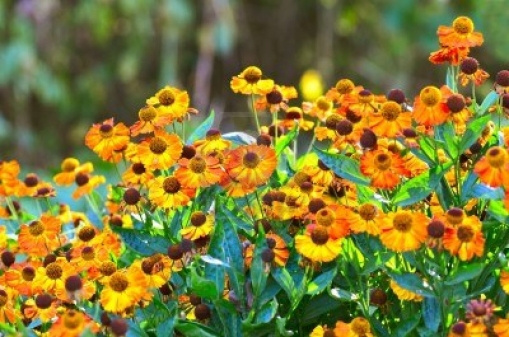 Sommer