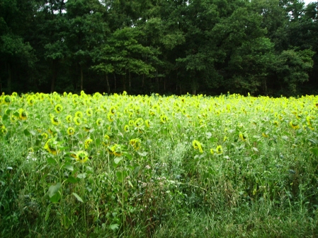 Wildäsungsflächen im Revier angelegt.