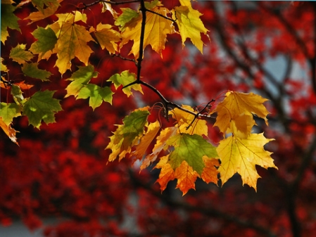 Herbstlaub
