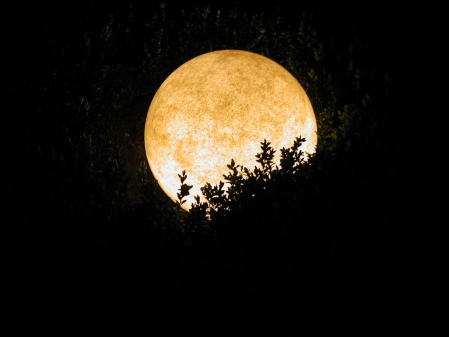 Mond