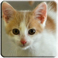 Katzen auf Borkum zum Abschuss freigegeben - Bitte Petition unterzeichnen!