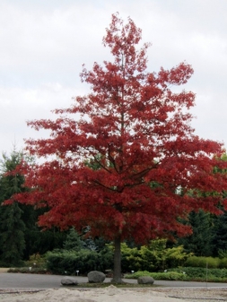 Herbstfarben im Park der Gärten