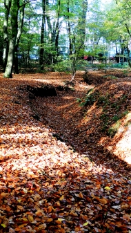 Blätter im Eversten Holz