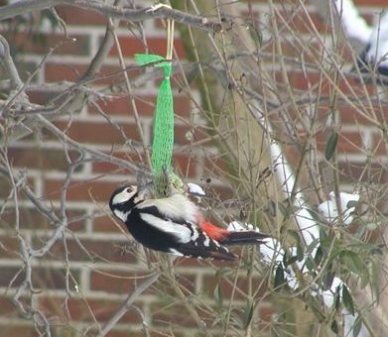 NABU-Vortag über Gartenvögel