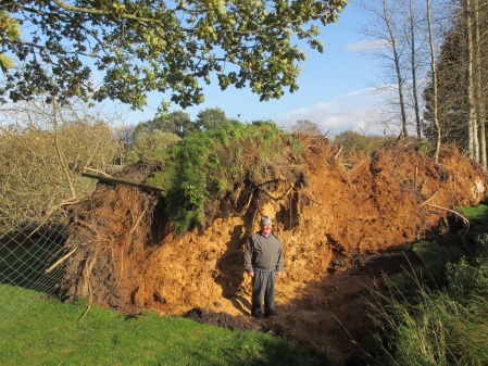 Ganze Bäume wurden bei dem Orkan mitsamt Wurzeln aus dem Boden gerissen. (Bild: Heinz Friedrichs)