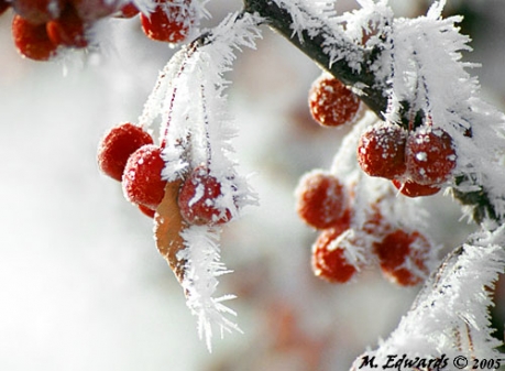 Frost