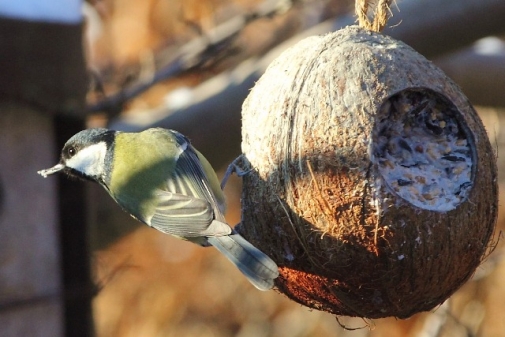 Weihnachten für unsere heimischen Wintervögel