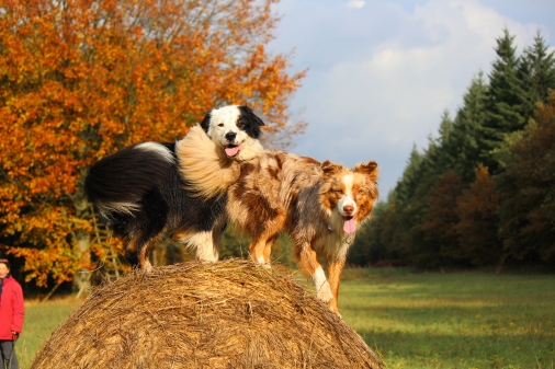 Ammerländer Hundestammtisch