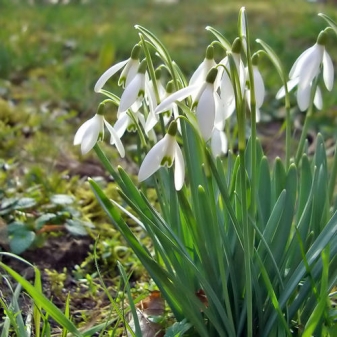 Frühling !