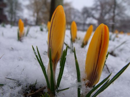 Kopf hoch, liebe Krokusse (Bild: Alice Jäckel/Frerichs)