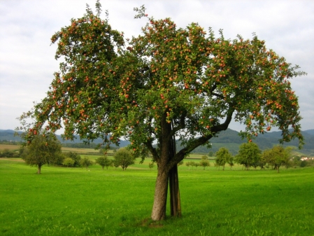 Der Baum!