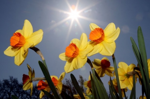Die Sonne