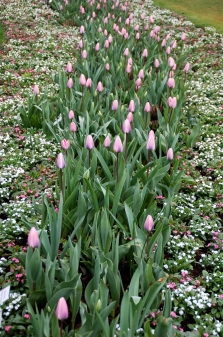 Frühjahrsöffnung im Park der Gärten in Rostrup