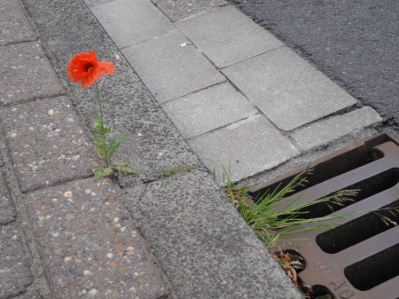 Durchsetzungsfähiges Mauerblümchen