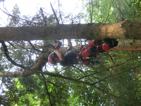 Oldenburger Seilkletterer im Waldeinsatz