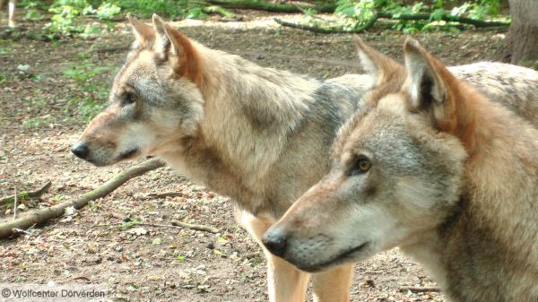 Europäische Wölfe im Gehege des Wolfcenter Dörverden