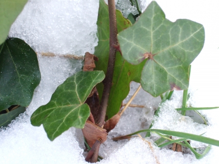 Es tönen die Lieder, der Frühling kehrt wieder...