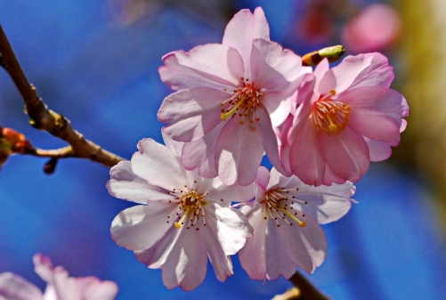 Frühling in Edewecht