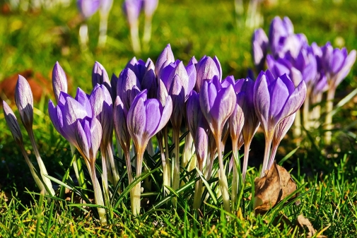 Der Frühling kommt