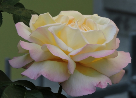 Garten-Rose, ein toller Duft begleitet ihr Wachstum
