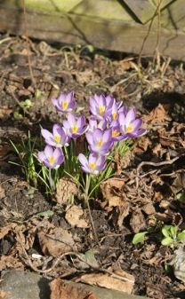 Frühling, ist es wirklich war?