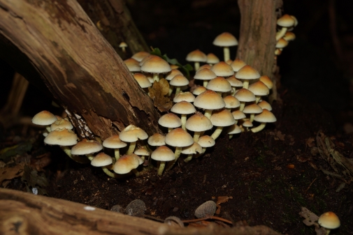Pilze des Waldes