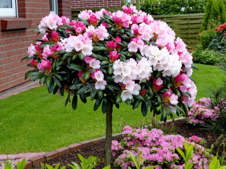 Rhododendron Blüten 