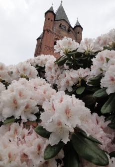 Rhododendron-Farbenpracht und Petrikirche.