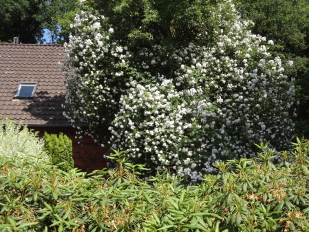 Der Rosenbusch am Haus von ehemals Tischler Oltmanns