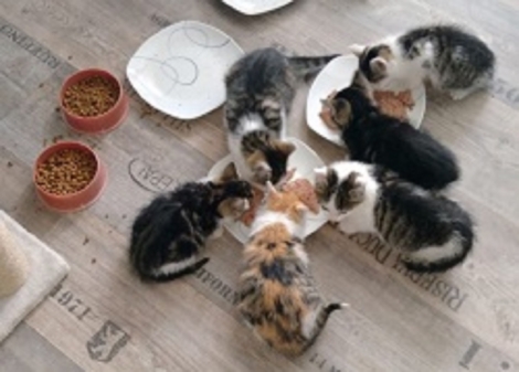 Das sind die 6 ausgesetzten Kätzchen aus Ihausen