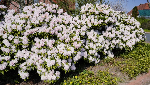 Die ersten Rhododendronblüten