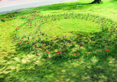 Die Tulpen vor dem Rathaus... BILD: Grove-Mittwede