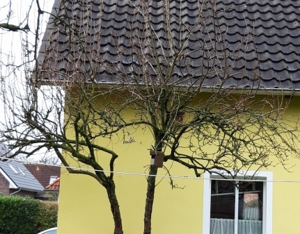 So sah der Birnenbaum vorher aus