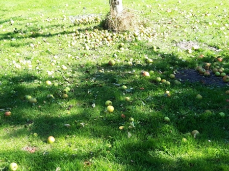Würden diese Äpfel nicht aufgehoben werden würden sie leider verfaulen.