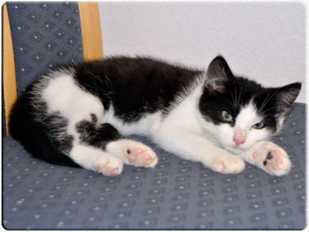 Kätzchen Melody sucht noch ein Zuhause!