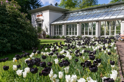 Der Oldenburger Schlossgarten im Mai