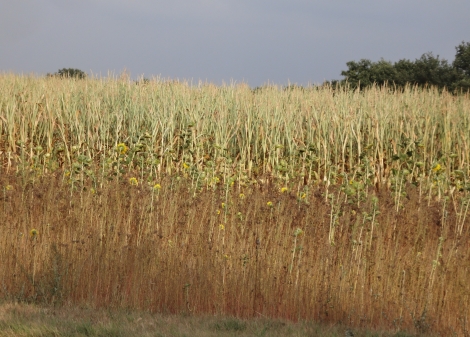8.8.2018: Sowohl bei diesem Blühstreifen als auch bei dem angrenzenden Maisfeld im Bereich Mollberg sind die Auswirkungen der Dürre zu erkennen.