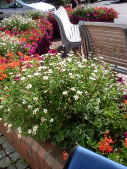 Bänke zwischen Blumen!